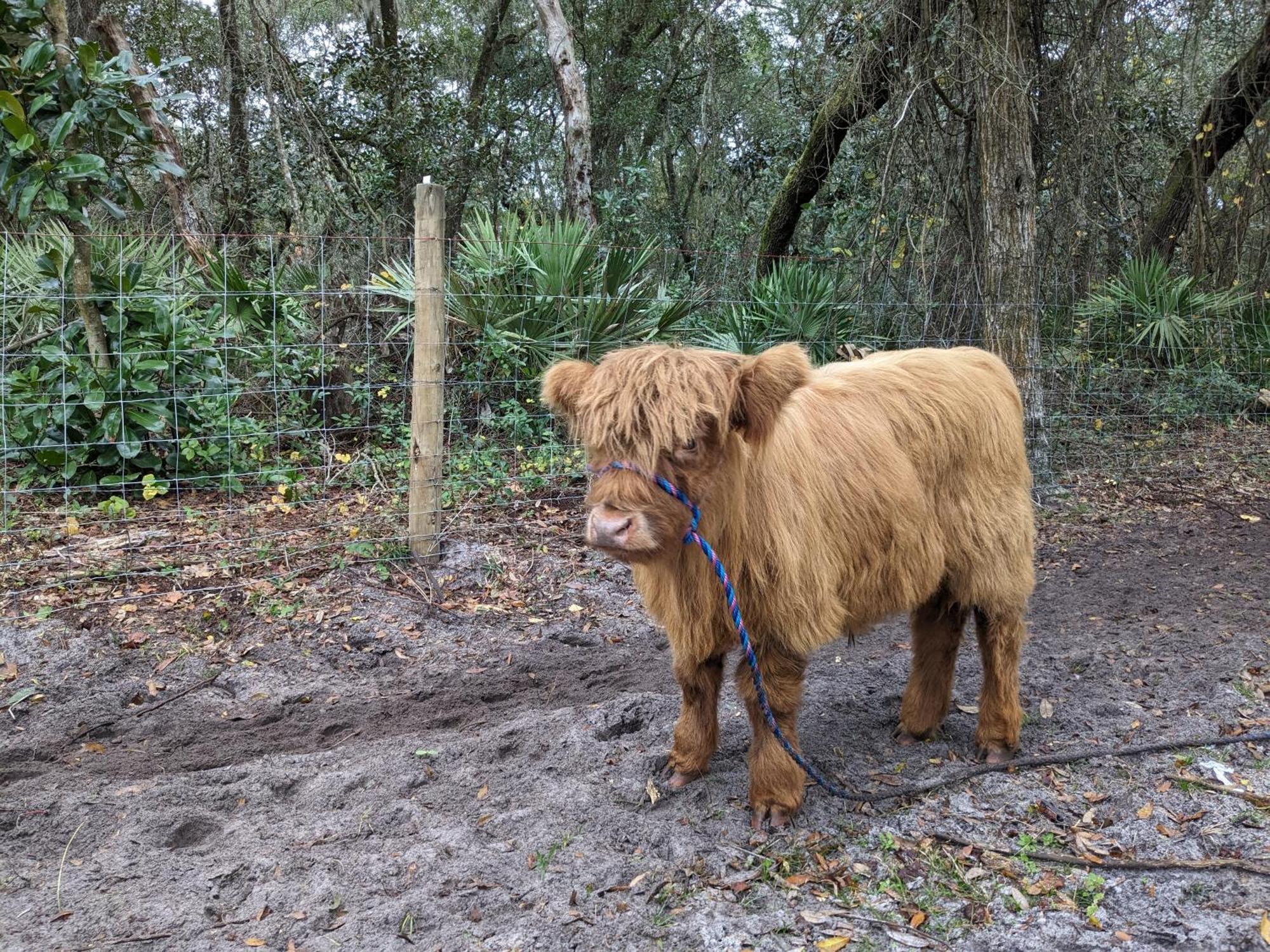 Rooterville Animal Sanctuary Melrose Exteriör bild