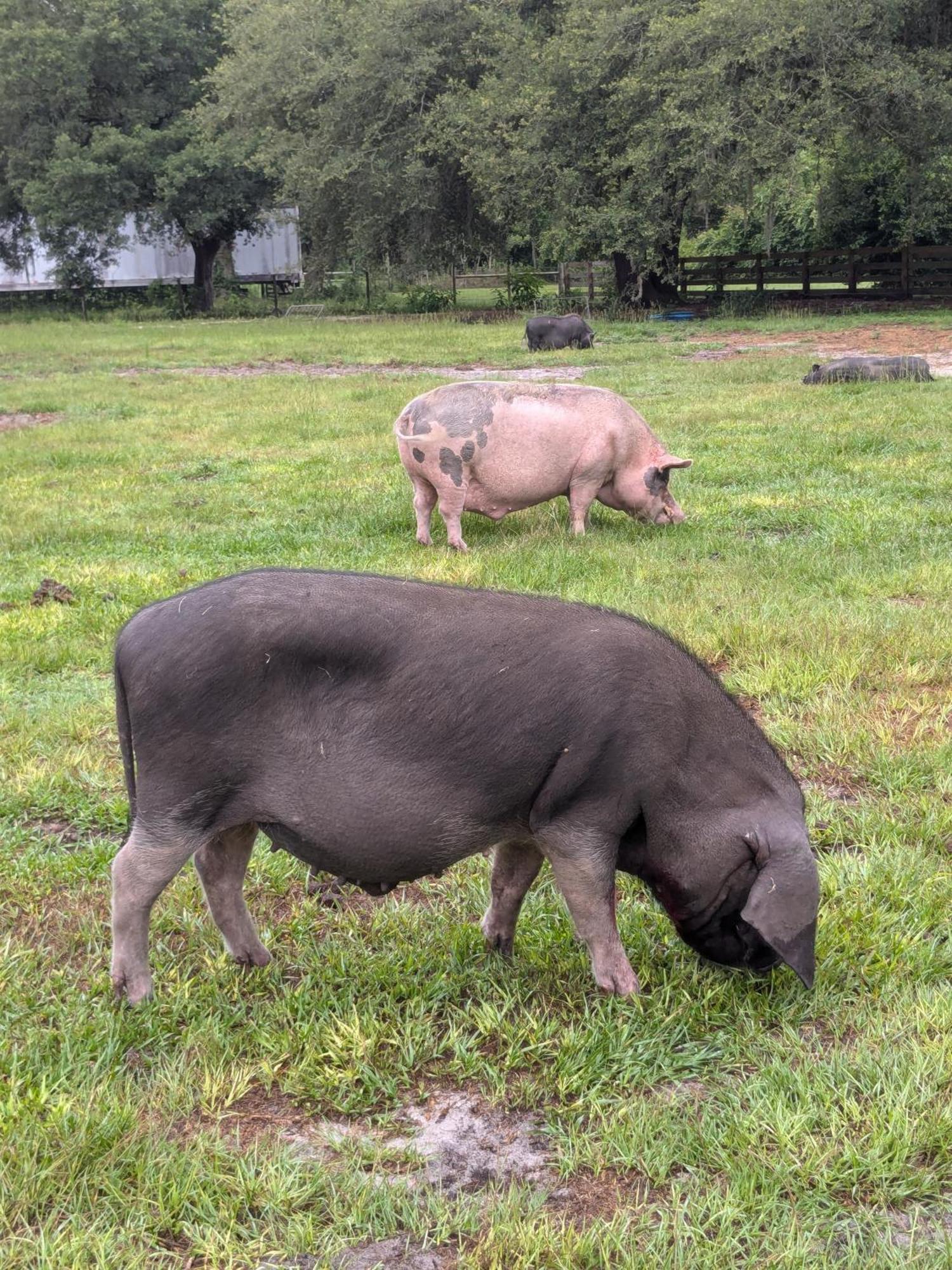 Rooterville Animal Sanctuary Melrose Exteriör bild